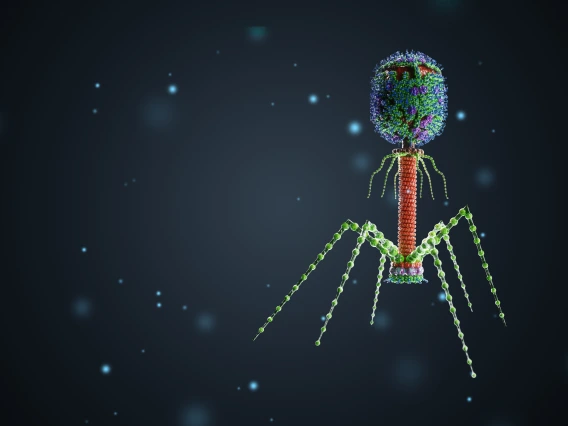 Bacteriophage
