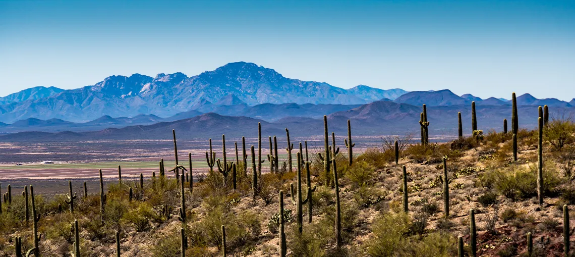 Tucson Desert Landscape